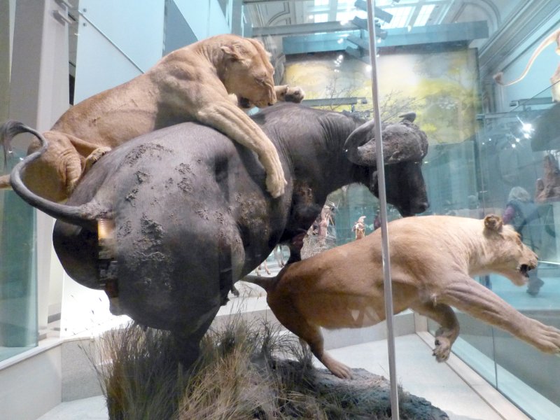 The Hall of Mammals